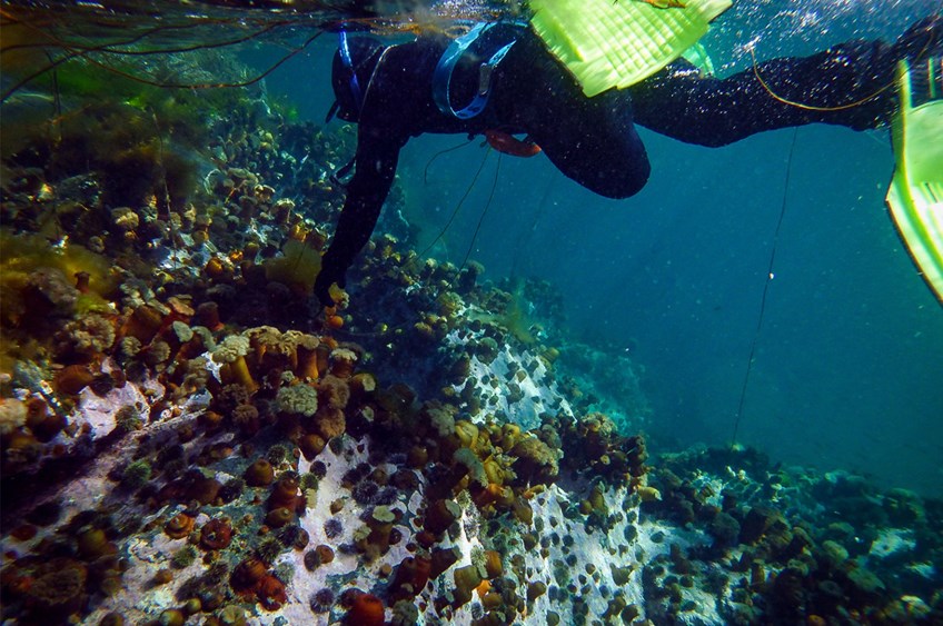 sommersnorkling-paa-lofoten