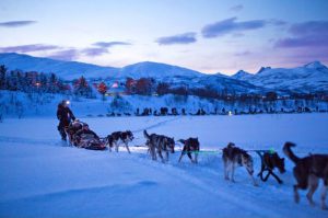 Hundekjøring kveldstid hos Tromsø Villmarkssenter